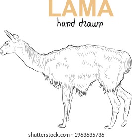 Sketch of lama. Minimalistic style