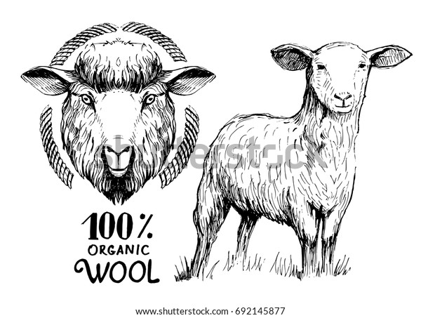 羊と羊のスケッチ 手描きのイラストをベクター画像に変換 のベクター画像素材 ロイヤリティフリー
