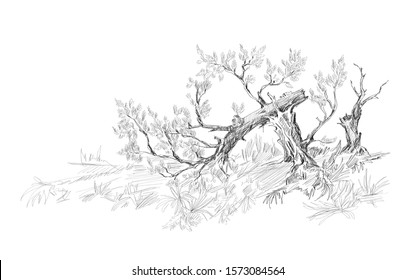 sketch of landscape with broken tree in toile de jouy style
