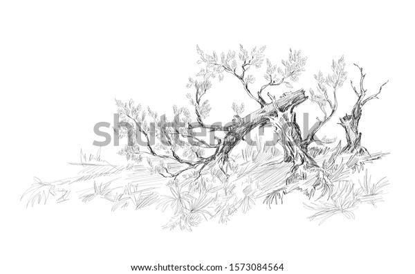 Sketch Landscape Broken Tree Toile De Stock Vector (Royalty Free ...