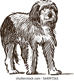 sketch of a lap dog