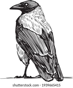 Sketch of large crow standidng and looking