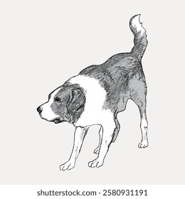 Sketch of a large dog with a bushy tail. The dog appears alert and attentive. The illustration highlights the dog's fur texture and stance. Vintage dog illustration isolated on white, vector.