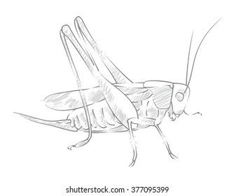 Sketch large locust. 