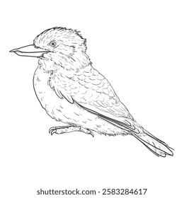 Sketch Laughing Kookaburra. Australian Bird Full Body Vector Illustration