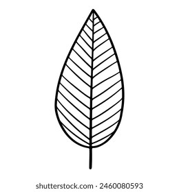 Sketch of laurel leaf. Hand drawn. Vector illustration.