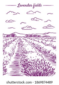 A sketch of lavender fields. French countryside landscape in Provence. Creates a summer mood.