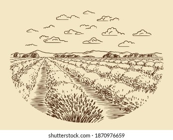 A sketch of lavender fields. French countryside landscape in Provence. Creates a summer mood.