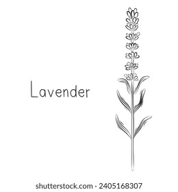 Sketch of Lavender Flower Vector illustration in Doodle style. Botanical herbs. Rustic trendy plant