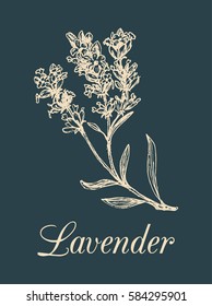 Sketch lavender in vector. Hand drawn botanical illustration of medicinal plant in engraving style. Organic herb isolated.