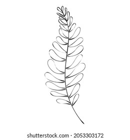 Sketch a leaf branch by hand on an isolated background. Vector, illustration