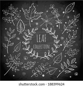 Sketch leaf collection on blackboard. Botanical vector illustration.