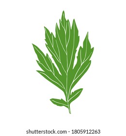 Sketch of a leaf of a plant. Vector isolated element for design. 