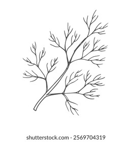 Sketch leaves of dill. Black and white botanical illustration twig of dill. Medicinal plant. Vitamin seasoning for cooking. Ingredient for receipt.