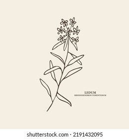 Sketch ledum branch illustration. Rhododendron tomentosum drawing