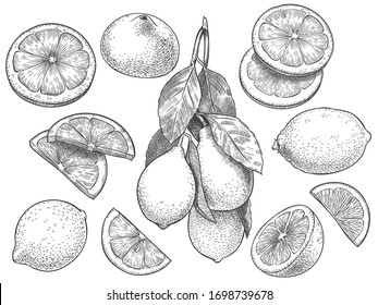Sketch lemon. Hand drawn sliced lemons, citrus fruit with leaves and half lemon vector illustration set. Lemon citrus half, fresh botanical fruit