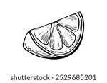 Sketch lemon, slice, engraving and black and white line. Fruit vector isolated on white background 