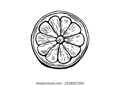 Dibuja limón, rodaja, grabado y línea en blanco y negro. Vector de frutas aislado sobre fondo blanco