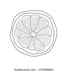 Sketch of a lemon slice. Outlines hand drawn illustration. Vector isolated element for design. 