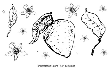Sketch with lemon. Vector hand drawn healthy food illustration. 