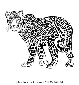 Sketch Leopard Line Art Vector Illustration, Vector Animal, Icon Wildlife