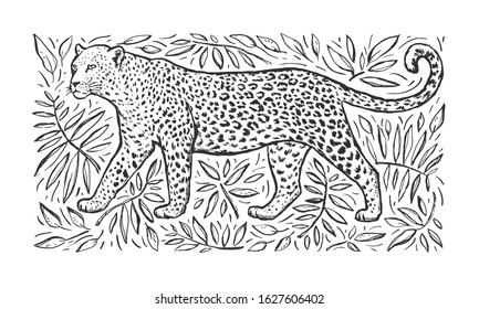 Sketch of a leopard with tropical plants. Engraving of a leopard. Wild animal. Vector black horizontal illustration on white background. Design for print, poster, banner, cover