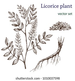 Sketch of a licorice in a vintage style. Botanical drawing. Design elements for postcards, ads, promotional invitations, medical markets and vegetarian cafe.