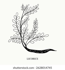 Sketch of a licorice in a vintage style. Botanical drawing. Design elements for postcards