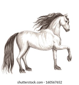 sketch of light horse with a dark mane and tail