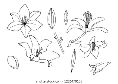 Sketch of lilies.