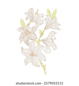 Sketch lilly pattern floral patterndesign. Seamless tulip pattern colour