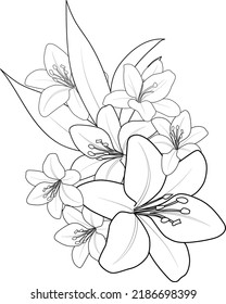  sketch of lily flower cut kids coloring page and books