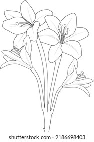  sketch of lily flower cut kids coloring page and books