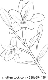 sketch of a lily flower kids coloring page