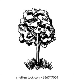 Sketch of a lime tree. Black and white hand drawn vector illustration. 