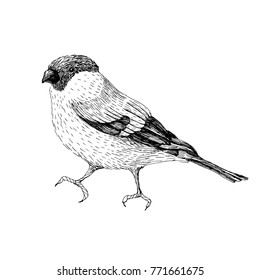 Sketch line art drawing of bullfinch. Black and white vector illustration. Cute hand drawn animal.