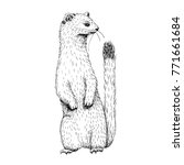 Sketch line art drawing of ermine. Black and white vector illustration. Cute hand drawn animal.