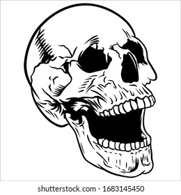 sketch line art of skull anatomy