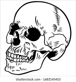 sketch line art of skull anatomy