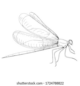 Sketch Line Dragonfly Insect Contour Stock Vector (Royalty Free ...