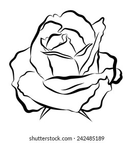 Sketch line drawing of rose isolated illustration on white background 