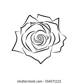 Sketch line drawing of rose isolated illustration on white background