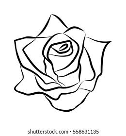 Sketch Line Drawing Rose Isolated Illustration Stock Vector (Royalty ...