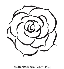 Sketch line drawing of rose isolated illustration on white background