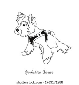 Sketch line drawing of a very attentive Yorkshire terrier. Image of a small dog in a tense hunter pose
