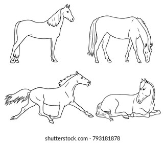 Sketch line horse