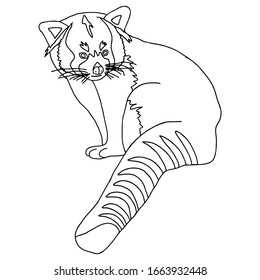 sketch line illustration of a red panda, for background.