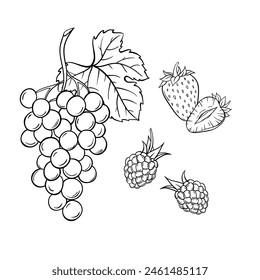 Sketch linen berries grape, strawberry and blackberry hand drawn linen vector illustration on white background.