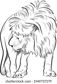 Sketch of lion. Handmade drawn.