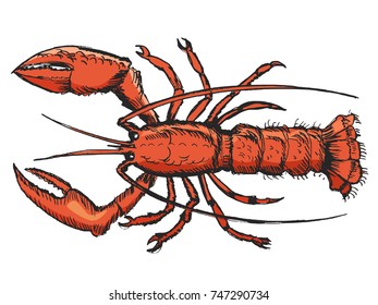 sketch of lobster, illustration of wildlife, zoo, animals